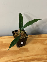 Load image into Gallery viewer, 48. Hoya Grifithii Splash