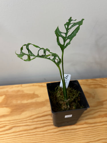 110. Monstera Obliqua