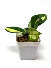 Load image into Gallery viewer, Hoya Carnosa ‘Krimson Princess’