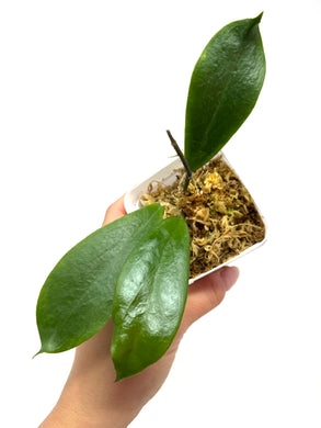 Hoya Vorapol