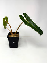 Load image into Gallery viewer, Philodendron Billietiae Variegated E