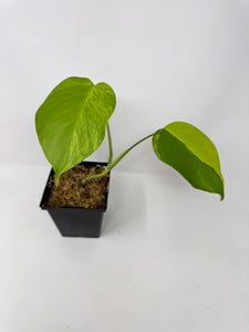 Monstera Deliciosa Aurea Variegated
