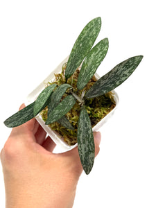 Hoya Sigillatis