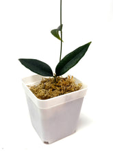 Load image into Gallery viewer, Hoya Paradisea (IM04)