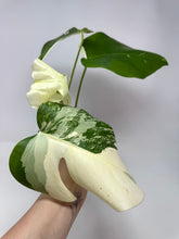 Load image into Gallery viewer, Monstera Deliciosa Albo Variegated J