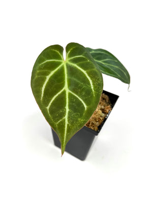 Anthurium Crystallinum 6”