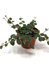 Load image into Gallery viewer, Codonanthe Devosiana &#39;Paula&#39;