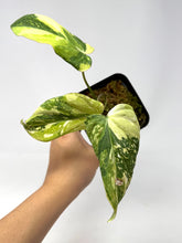 Load image into Gallery viewer, Philodendron Gloriosum Variegated A