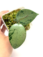 Load image into Gallery viewer, Hoya Verticillata Heart Leaf Silver