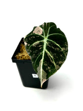 Load image into Gallery viewer, Alocasia Black Velvet Variegated B