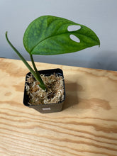 Load image into Gallery viewer, 200. Monstera Esqueleto (Juvenile)