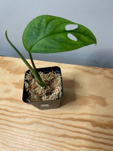 200. Monstera Esqueleto (Juvenile)