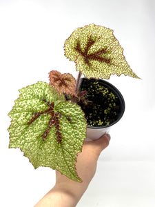 Begonia Masoniana 'Tricolor'