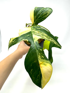 Philodendron Florida Beauty B