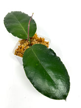 Load image into Gallery viewer, Hoya Versteegii