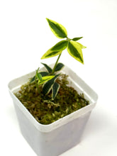 Load image into Gallery viewer, Hoya Bella Albo Variegated