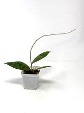 Load image into Gallery viewer, Hoya Lambii Silver C