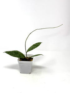 Hoya Lambii Silver C
