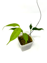 Load image into Gallery viewer, Hoya Danumensis