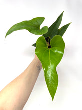 Load image into Gallery viewer, Anthurium Corong x Villenaorum