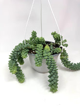 Load image into Gallery viewer, Sedum Morganianum ‘Burro’s Tail’ (Ships within Canada only)