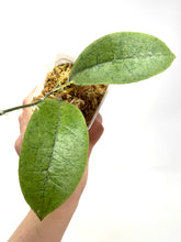 Load image into Gallery viewer, Hoya Forbesii Silver