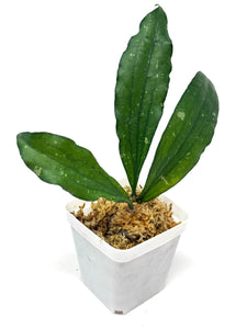 Hoya Erythrina
