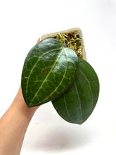 Load image into Gallery viewer, Hoya Tjadasmalangensis