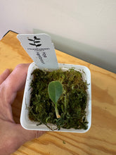 Load image into Gallery viewer, 133. Hoya Hamiltoniorum