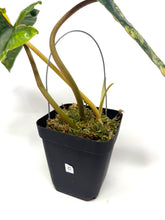 Load image into Gallery viewer, Philodendron Billietiae Variegated C