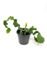 Load image into Gallery viewer, Epiphyllum Guatemalense ‘Monstrosa’ ‘Orchid Cactus’ (Ships within Canada only)