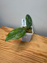 Load image into Gallery viewer, 175. Hoya Coriacea Silver