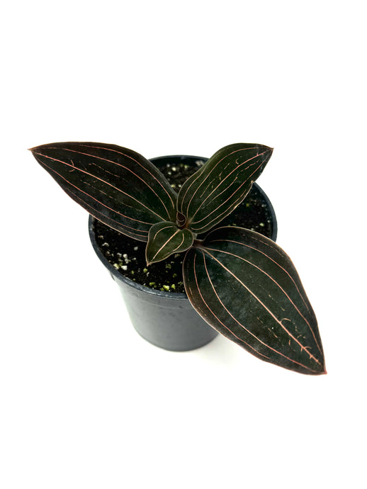 Ludisia Discolor var. Dark Form (Jewel Orchid) - Ships within Canada only