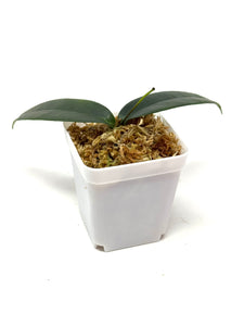 Hoya Brassii