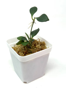 Hoya Carmelae