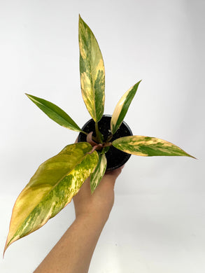 Philodendron Caramel Marble 4”
