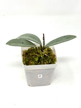 Load image into Gallery viewer, Hoya Wilbur Graves Silver F