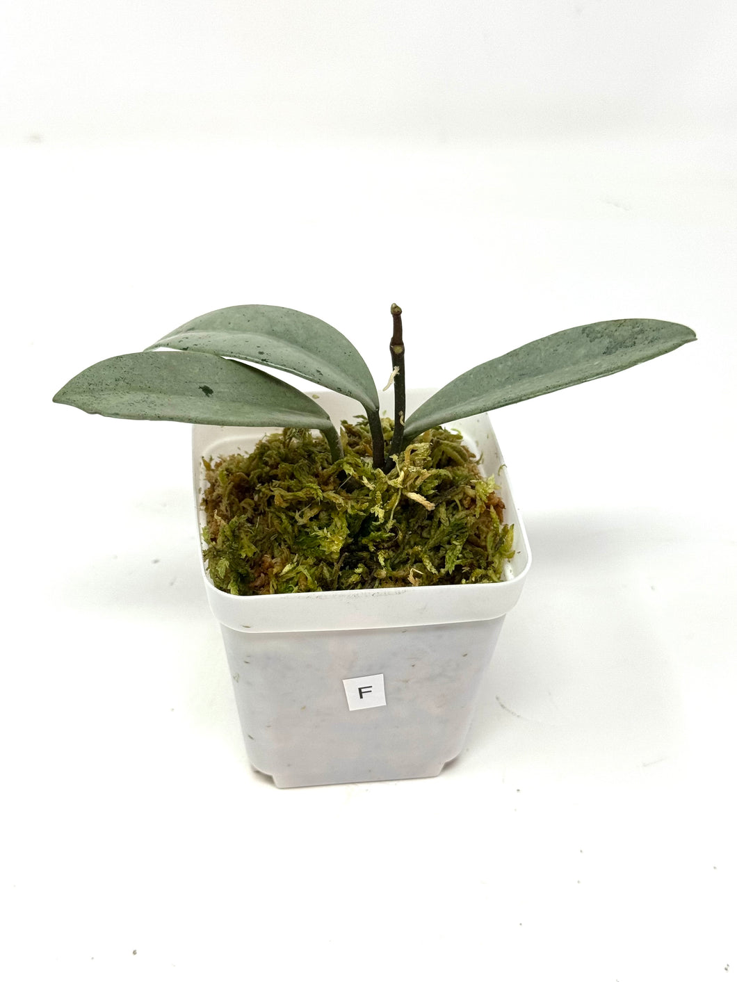 Hoya Wilbur Graves Silver F