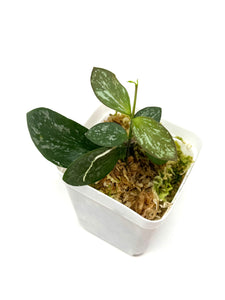 Hoya Biakensis Splash