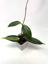 Load image into Gallery viewer, Hoya Macrophylla ‘Pot of Gold’