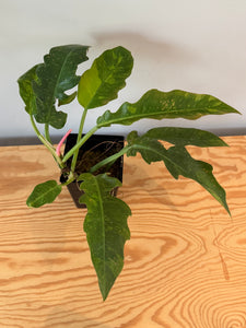 278. Philodendron Ring of Fire
