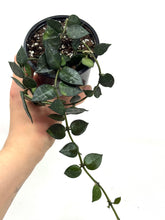 Load image into Gallery viewer, Hoya Lacunosa Silver