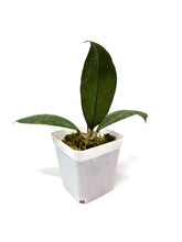 Load image into Gallery viewer, Hoya Lambii Silver F