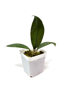 Hoya Lambii Silver F