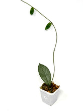 Load image into Gallery viewer, Hoya Mitrata Silver G