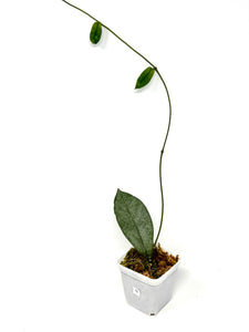 Hoya Mitrata Silver G