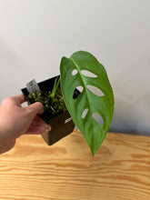 Load image into Gallery viewer, 103. Monstera Esqueleto