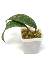 Load image into Gallery viewer, Hoya Polypus Splash