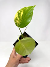 Load image into Gallery viewer, Monstera Deliciosa Aurea Variegated E