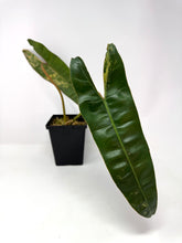 Load image into Gallery viewer, Philodendron Billietiae Variegated E
